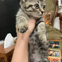 گربه