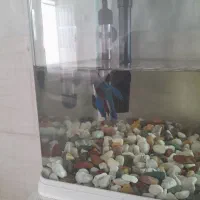 ۲ عدد ماهی فایتر