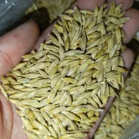 جو اکسین بذری