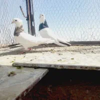 جفتگاه طوقی زات هفت رنگ.|پرنده|نصر آباد, |دیوار