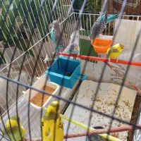 6 تا مرغ عشق معاوضه با عروس هلندی ماده|پرنده|گلبهار, شهر جدید گلبهار|دیوار