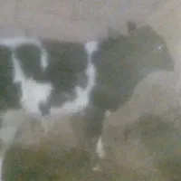 5ماه|حیوانات مزرعه|باشتین, |دیوار