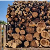 خرید و فروش چوب