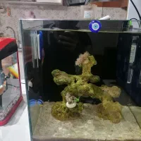 آکواریوم آب شور آبشور با لوازم و ماهی و ریف