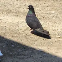 کبوتر