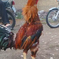 خروس لاری 13ماه