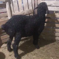 ۳تا بره جو خور درجه یک جنس خوب عالی