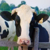 کارگر خدمات