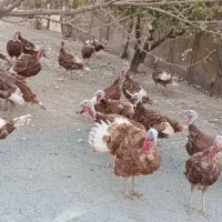 بوقلمون 5 ماهه|حیوانات مزرعه|بوکان, |دیوار