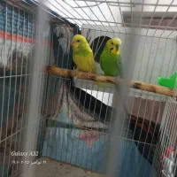 ۴۰۰تومان|پرنده|گلبهار, شهر جدید گلبهار|دیوار