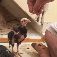 دوعدد جوجه لاری ۵۰روزه