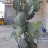 اگاو ملو اپونتیا شاخ بزی گوزنی اشک تمساح|گل و گیاه طبیعی|تهران, تهرانسر غربی|دیوار