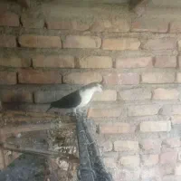 یک جفت  نر کفتر ساده سیا|پرنده|ایرانشهر, |دیوار