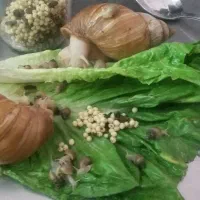 حلزون البینو مناسب برای پوست