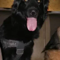 سگ ژرمن /نر و ماده/توله سگ/سگ /پت خانگی|سگ|شیراز, ابیوردی|دیوار