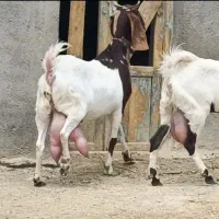 2شاه بزپاکستانی نسل کامورایی جوان5کیلوشیر عطیقه