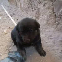 واگذاری توله ژرمن