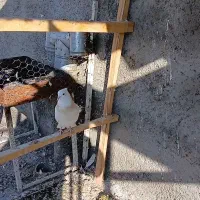 طوقی ماده غریب گیر