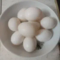 تخم کبوتر