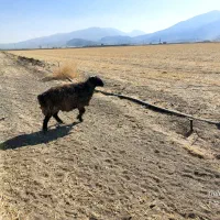 شیشک قوچ جوان|حیوانات مزرعه|پاسارگاد, |دیوار