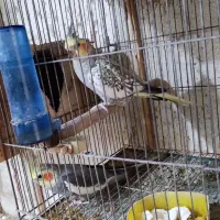 ۷ جفت عروس هلندی مولد.|پرنده|آستانه اشرفیه, |دیوار