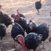 بوقلمون برنز انگلیسی