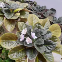 فروش بنفشه و پتوس|گل و گیاه طبیعی|رشت, علی آباد|دیوار