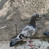 کبوتر پلاکی پولکی