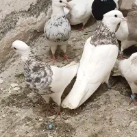 کبوتر طوقی ۶ دانگ|پرنده|شهریار, شهریار|دیوار