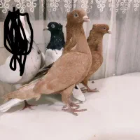 کبوتر|پرنده|اصفهان, حصه جنوبی|دیوار