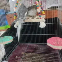 عروی هلندی|پرنده|آبادان, |دیوار