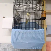 عروس هلندی دست آموز|پرنده|سراب, |دیوار