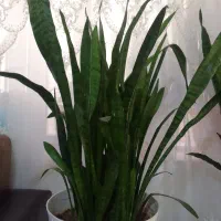 سانسوریا شمشیری سبز