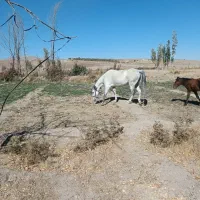 اسب مادیان کورشم مادیانه|اسب و تجهیزات اسبسواری|کبودرآهنگ, |دیوار