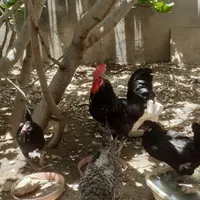 مرغ و خروس|پرنده|بندر دیر, |دیوار