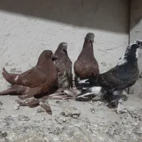 فروش  جوجه کبوتر