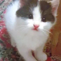 واگذاری بچه گربه
