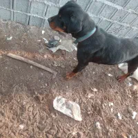 واگذاری لودفایدر ریگان نیست|سگ|رودبنه, |دیوار