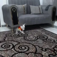 سگ اشپیتز ۷ماه ماده شناسنامه دار