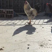 خروس محلی|حیوانات مزرعه|سبزوار, ابارش|دیوار