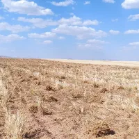 نیازمند نیروی کار برای برداشت نخود(دستک کنه)