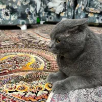 گربه بریتیش|گربه|محمودآباد, |دیوار