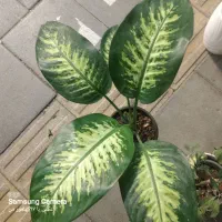 گل اپارتمانی