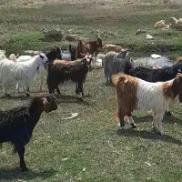حدود ۳۰ راس بزغاله معاوضه باگوسفند یا بره