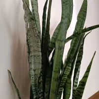 گل سانسوریای زیبا