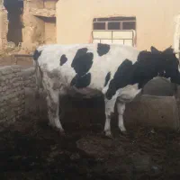 دوعدد گاو شیری هلشتاین و یک عدد گوساله ماده|حیوانات مزرعه|دشتابی, |دیوار