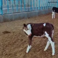 گاوشیری|حیوانات مزرعه|باشتین, |دیوار