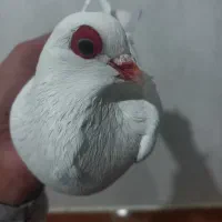 کبوتر قرمز گوز