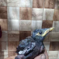 جوجه مینا نژادافغان