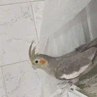 عروس هلندی ماده